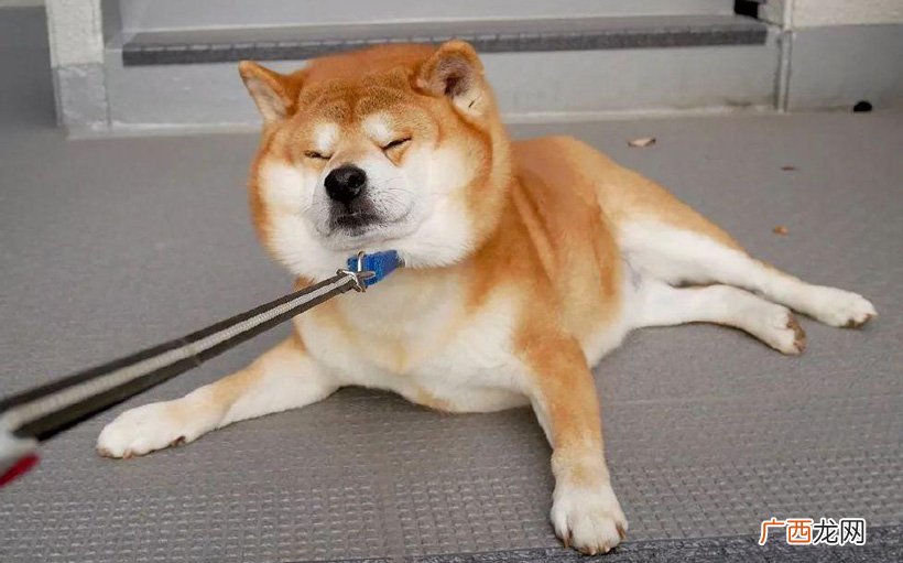 纯种的柴犬现在多少钱? 柴犬能长多大