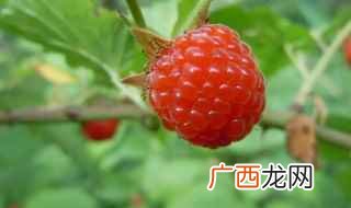 树莓种子的种植时间及注意事项 树莓的种植方法和时间