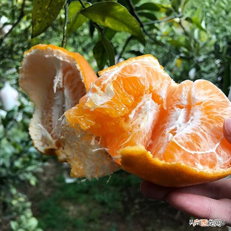 晚熟杂柑的整形修剪方法 柑橘怎么修枝修剪