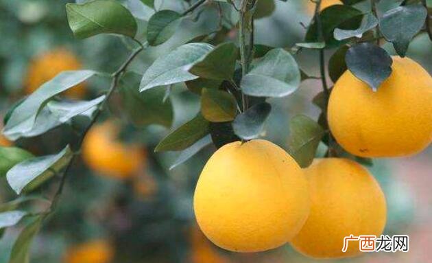 西柚和蜜柚的营养价值区别 西柚和蜜柚的区别