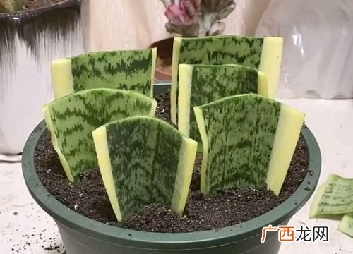 虎皮兰的扦插方法几月份易活 虎皮兰剪下来能直接插土里吗
