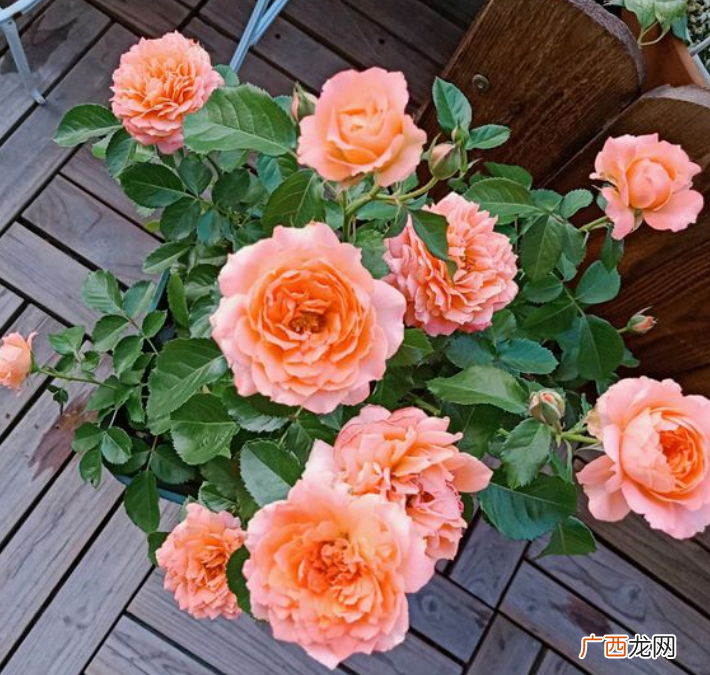 月季花黑杆该怎么处理 月季黑杆原因是什么问题造成的
