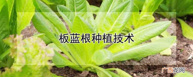 板蓝根种植技术视频教程 板蓝根种植技术