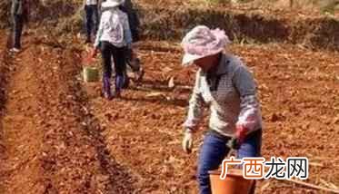 秋冬菠菜的种植方法和步骤 大叶菠菜的种植方法