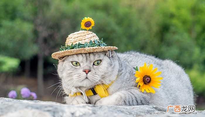 猫的别称最好是什么猫 猫的别称和雅称
