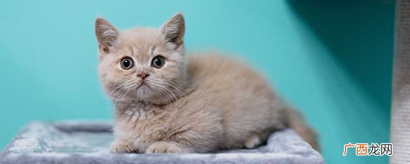 猫的别称最好是什么猫 猫的别称和雅称