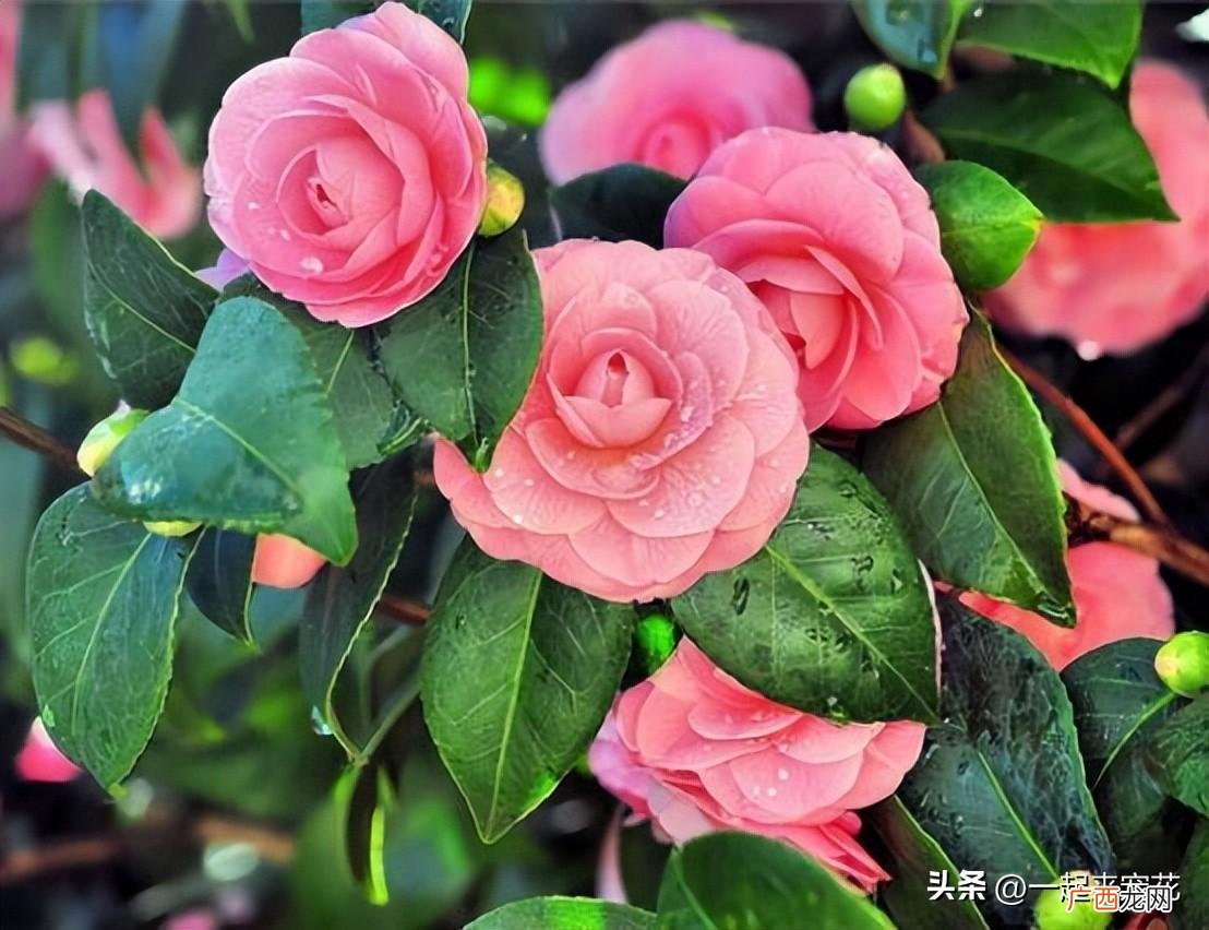 6种漂亮的“富贵花”，好养好看还招财 什么花招财又旺宅好养