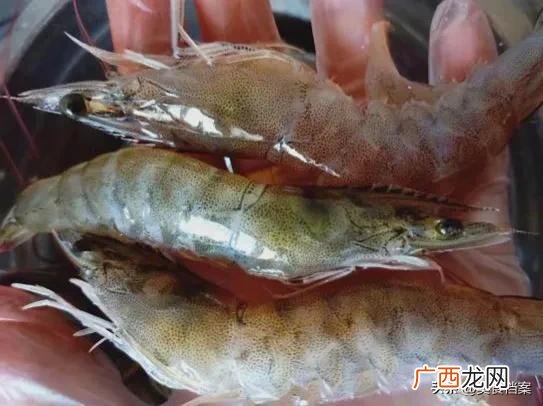 蒸虾一般要蒸几分钟时间最好 蒸虾是冷水上锅还是热水上锅