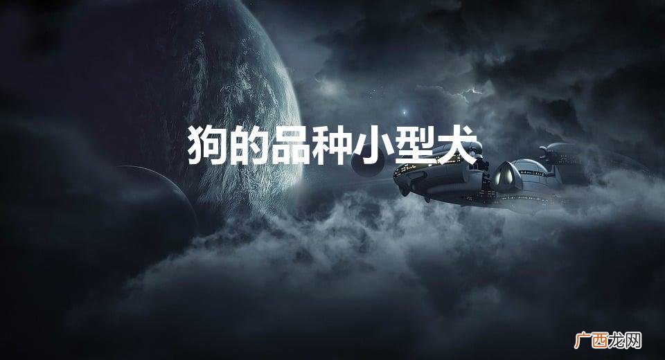 小型犬有哪些品种 狗的品种小型犬