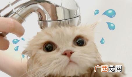小猫多久洗澡一次合适 小猫多大洗澡合适