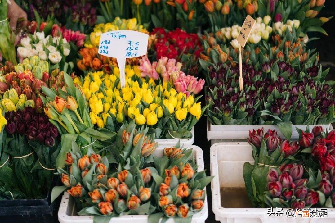为什么从来没见到黑色花？ 黑色的花为什么很少