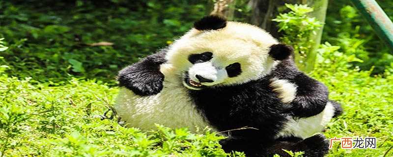 大熊猫喜欢吃什么东西喜欢干什么 大熊猫喜欢吃什么东西