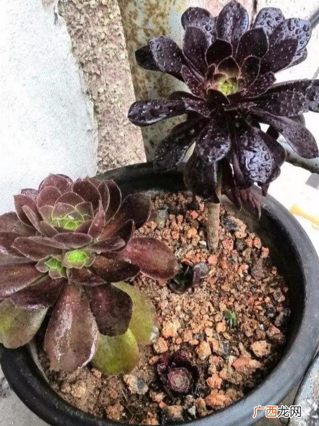 煤渣直接敲碎种植花卉的好处 煤渣种花需要怎样处理