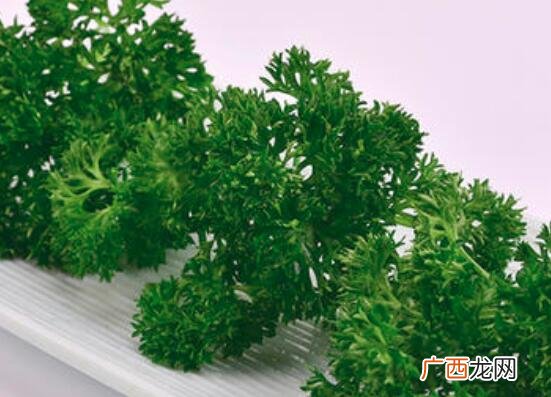 荷兰芹和芹菜的吃法区别 荷兰芹和芹菜的区别