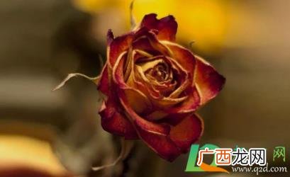 玫瑰枯萎了怎么处理 玫瑰枯萎了怎么处理不想扔掉