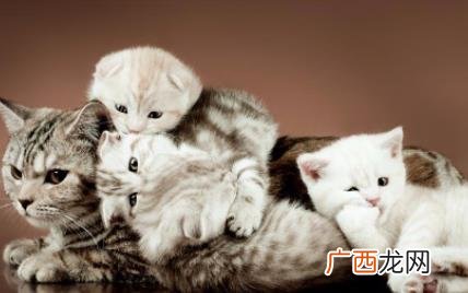 猫咪口吐白沫不吃东西是什么情况 猫咪吐白沫是怎么回事不吃东西