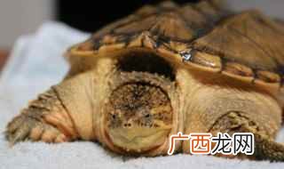 北美鳄龟是一个杂食性动物 北美鳄龟怎么养头才大