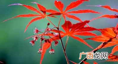 红枫是一种美丽优良的观赏植物 红枫树苗的种植技巧,红枫树如何养护