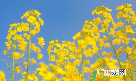 油菜花秋季什么时候开花 2022年油菜花什么时候开花