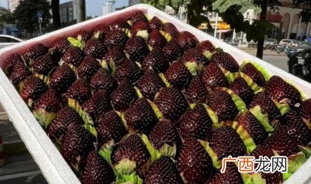 黑色草莓是什么品种 黑色草莓是真的吗