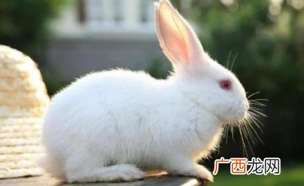 兔子的尾巴为什么不能拽 兔子的尾巴为什么长不了