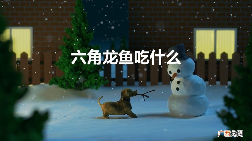 六角龙鱼吃什么呢 六角龙鱼吃什么