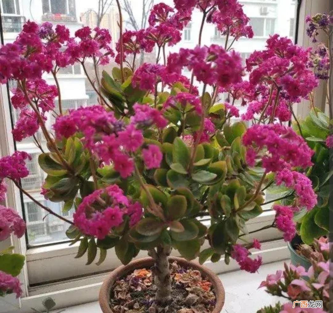 长寿花花谢了需要修剪吗 长寿花花谢了怎么处理再开花