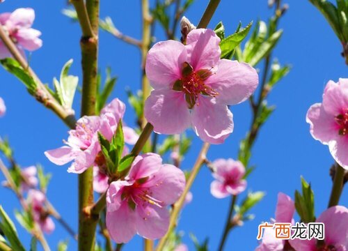 常见的桃花基本在春季开花 桃花什么时候开花季节