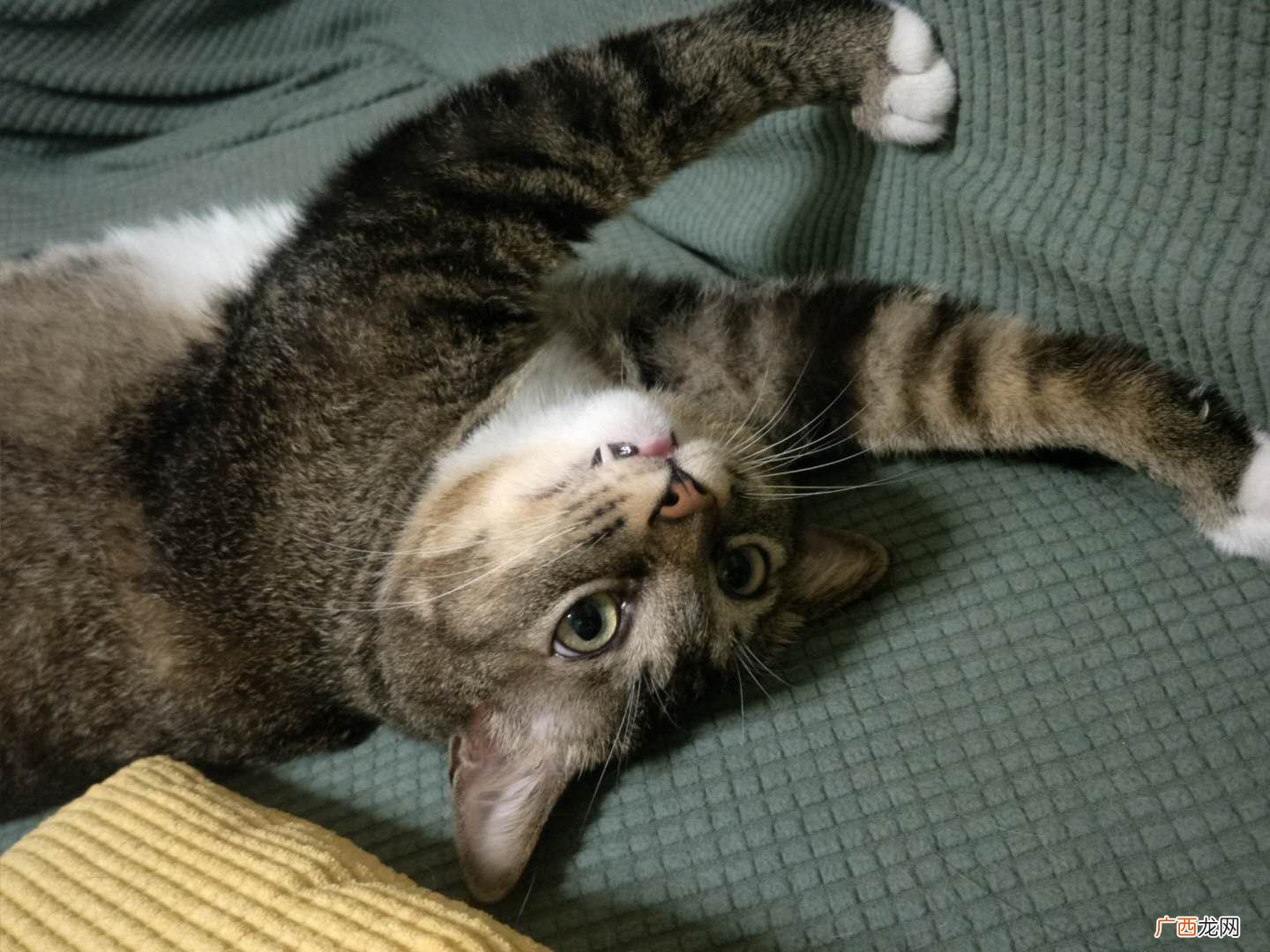 小猫咪的瞳孔什么时候会变 猫的瞳孔为什么会变大变小