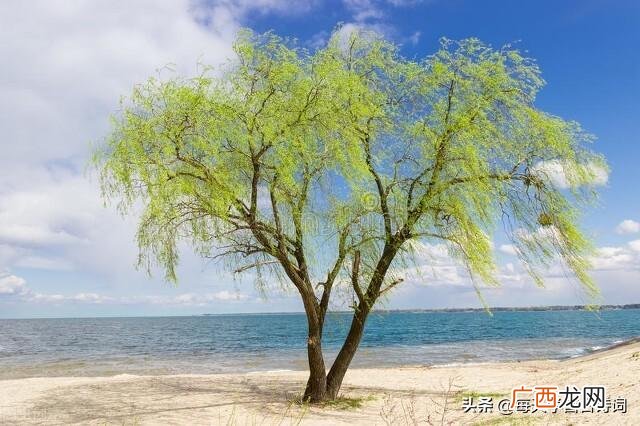 古诗咏柳的全诗和译文 碧玉妆成一树高的全诗