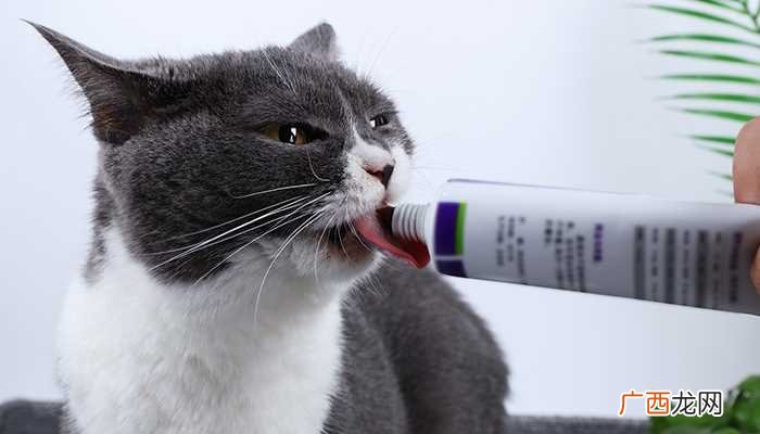 猫咪能听懂人说话吗 猫咪能喝酒吗