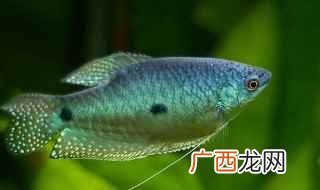 曼龙鱼喂动物饲料和活饵 曼龙鱼吃什么饲料