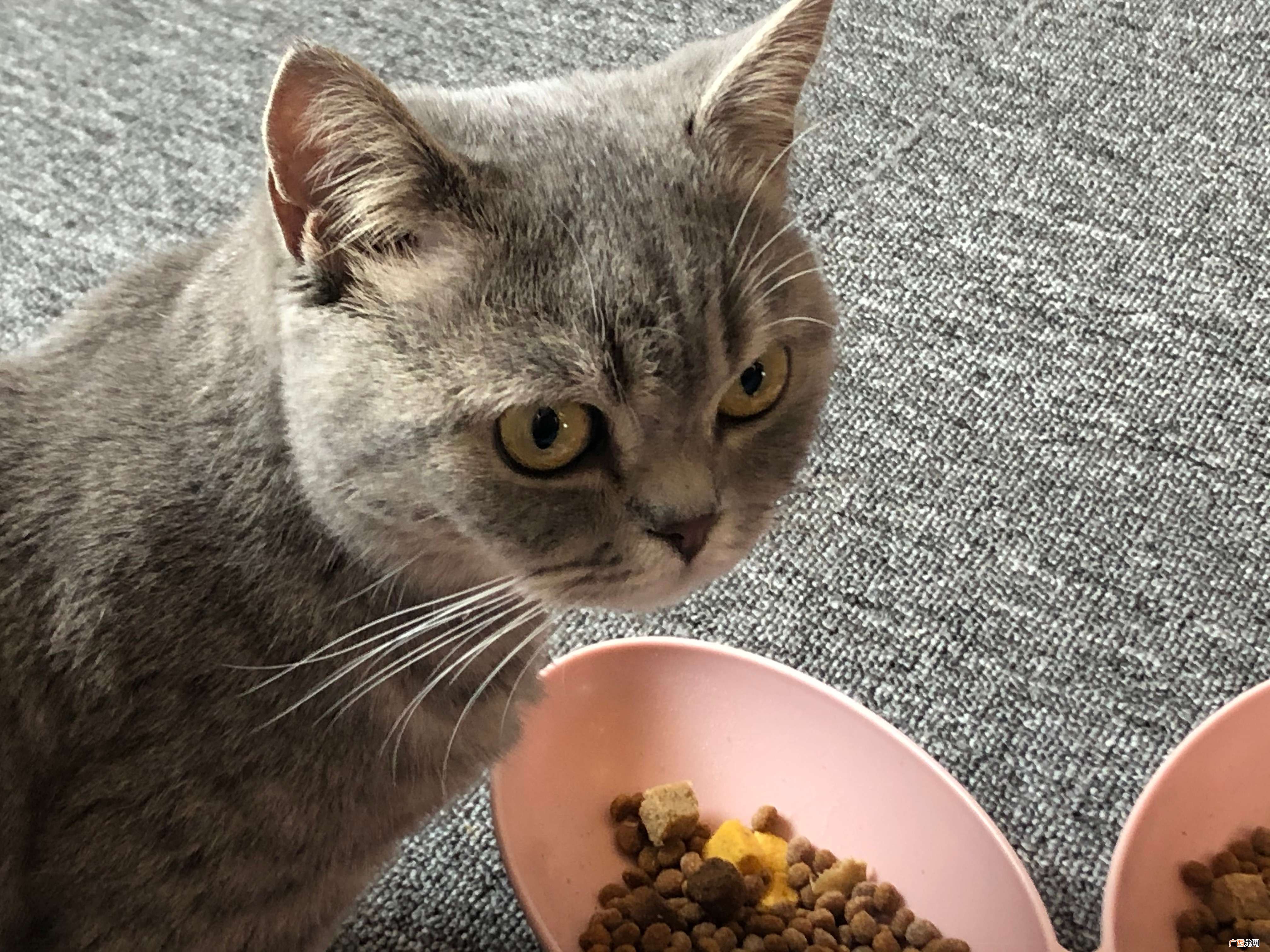猫咪会抑郁，你关心它们吗 猫咪会抑郁吗有什么表现