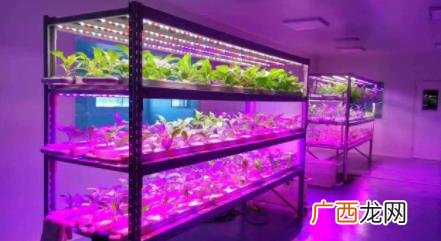 多肉补光灯的最佳时间 多肉补光灯每天什么时间用