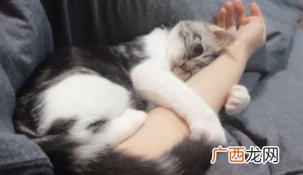 去买猫怎么看猫粘不粘人 买猫怎么看猫粘不粘人