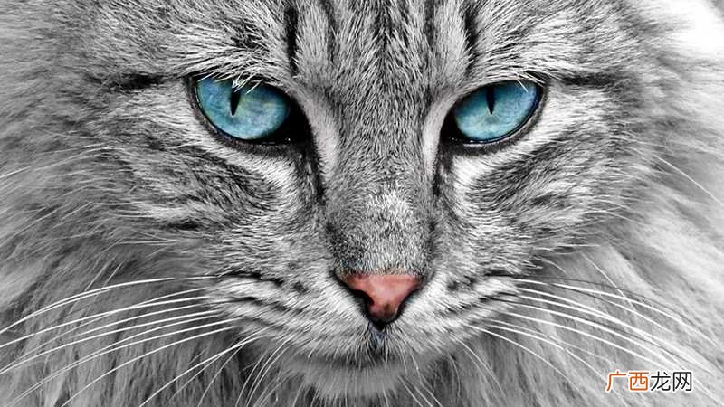 做梦梦到猫要死是什么意思 做梦梦到猫死了什么意思