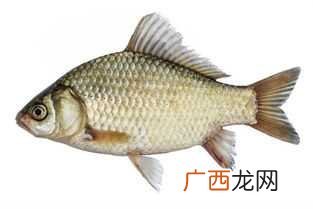 梦见大鱼吃朋友什么意思 梦见吃大鱼什么意思