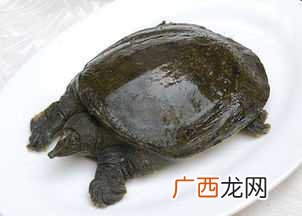 梦见吃甲鱼什么意思啊 梦见吃甲鱼什么意思