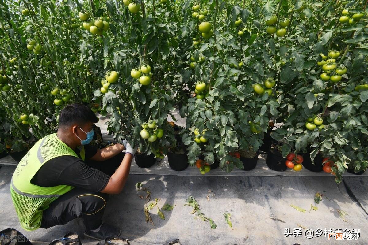 种菜用3种肥长势好产量高病害少 种蔬菜用什么肥料好