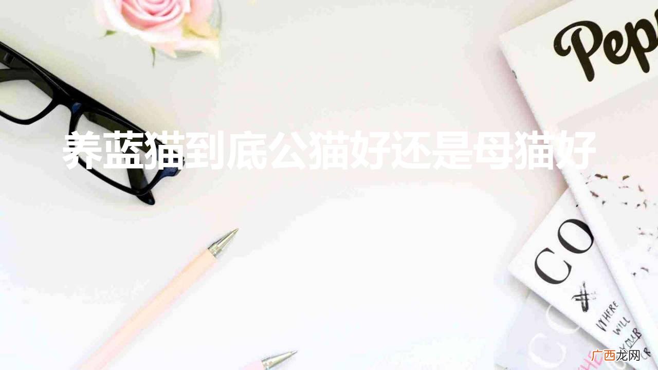 养蓝猫到底公猫好还是母猫好