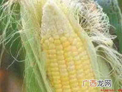 玉米须怎么晒干保存的具体操作步骤 玉米须怎么晒干保存