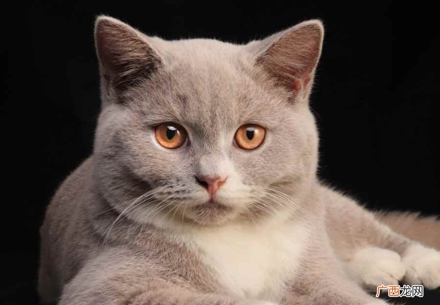猫瘟要考虑是下面的几个原因 猫会无缘无故的猫瘟吗