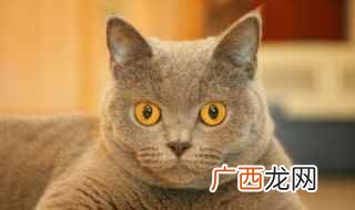 猫冠状病毒变异怎么办 怎么看猫是否得了传腹