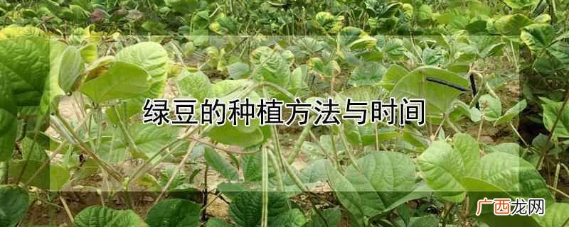 绿豆种植时间和方法 绿豆的种植方法与时间