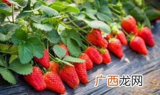 日本静冈县用章姬与幸香杂交育成的早熟栽培品种 最甜草莓品种排名