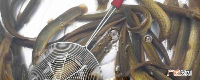 内蒙碱水湖里没有泥鳅 内蒙碱水湖里有泥鳅吗