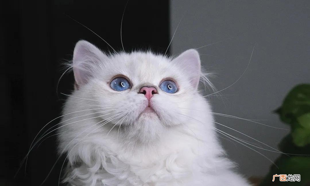 三个月以下的奶猫难养的原因 为什么说三个月的猫不好养