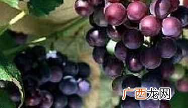 自然熟的葡萄与催熟的葡萄区别 葡萄催熟的正确方法