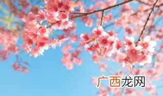樱花的生长过程 樱花的生长过程是怎么样的呢