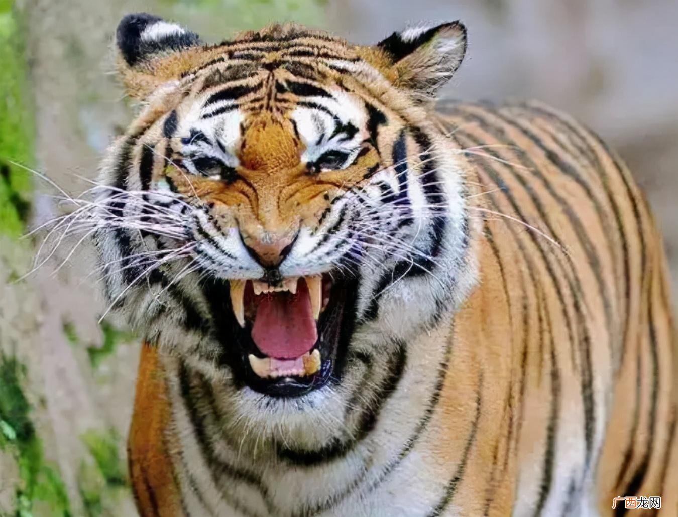 10种可以杀死老虎的猛兽动物排名 老虎怕什么动物